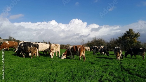 Vacas en un prado de Galicia
