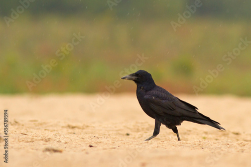 Gawron (Corvus frugilegus)
