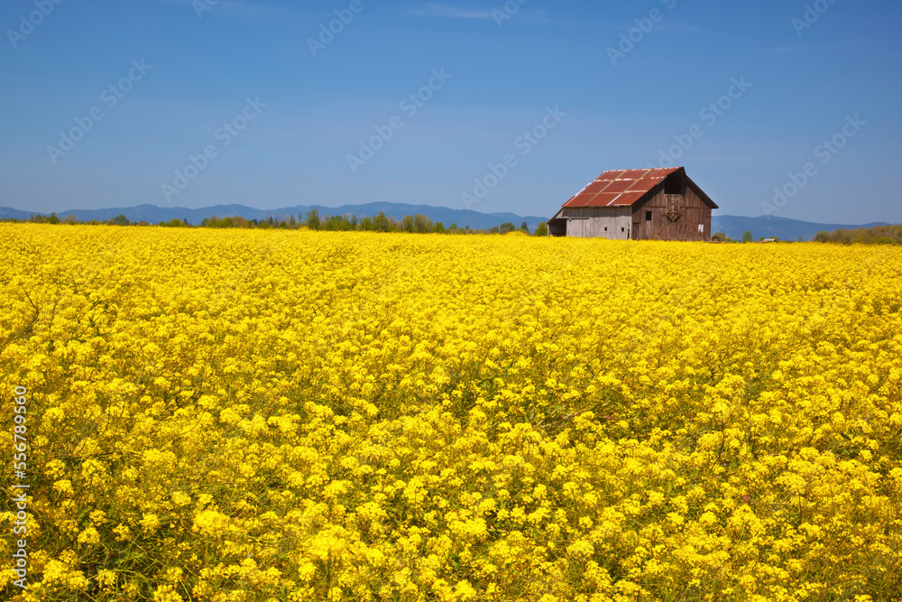 Mustard field flowering in spring with vibrant yellow flowers and old barn, Willamette Valley; Oregon, United States of America Mustard field flowering in spring with vibrant yellow flowers and old barn, Willamette Valley; Oregon, United States of America
