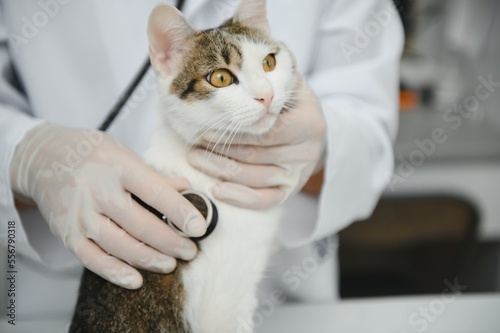 Man veterinarian listening cat with stethoscope during appointment in veterinary clinic