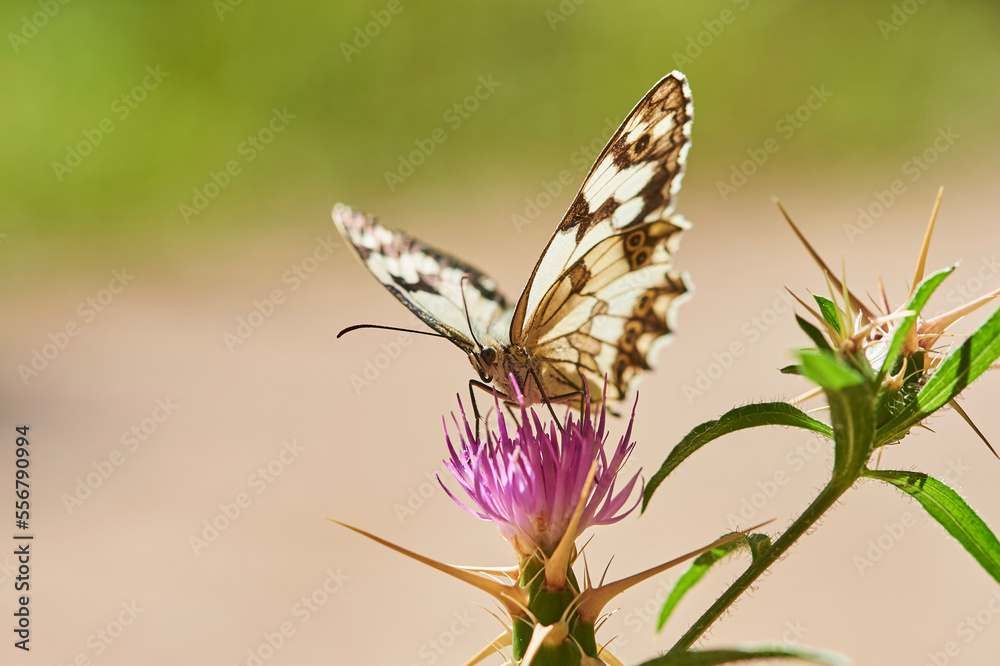 Iberian marbled white (Melanargia lachesis) butterfly perched on a plant; Catalonia, Spain Iberian marbled white (Melanargia lachesis) butterfly perched on a plant; Catalonia, Spain