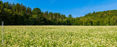 Blooming buckwheat (Fagopyrum esculentum) field in the Laurentides; Quebec, Canada photo
