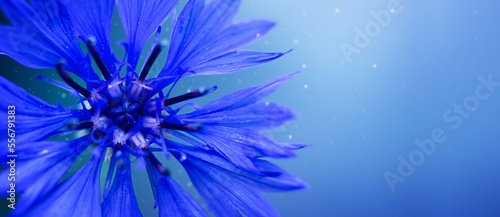 Cornflower on a blue background