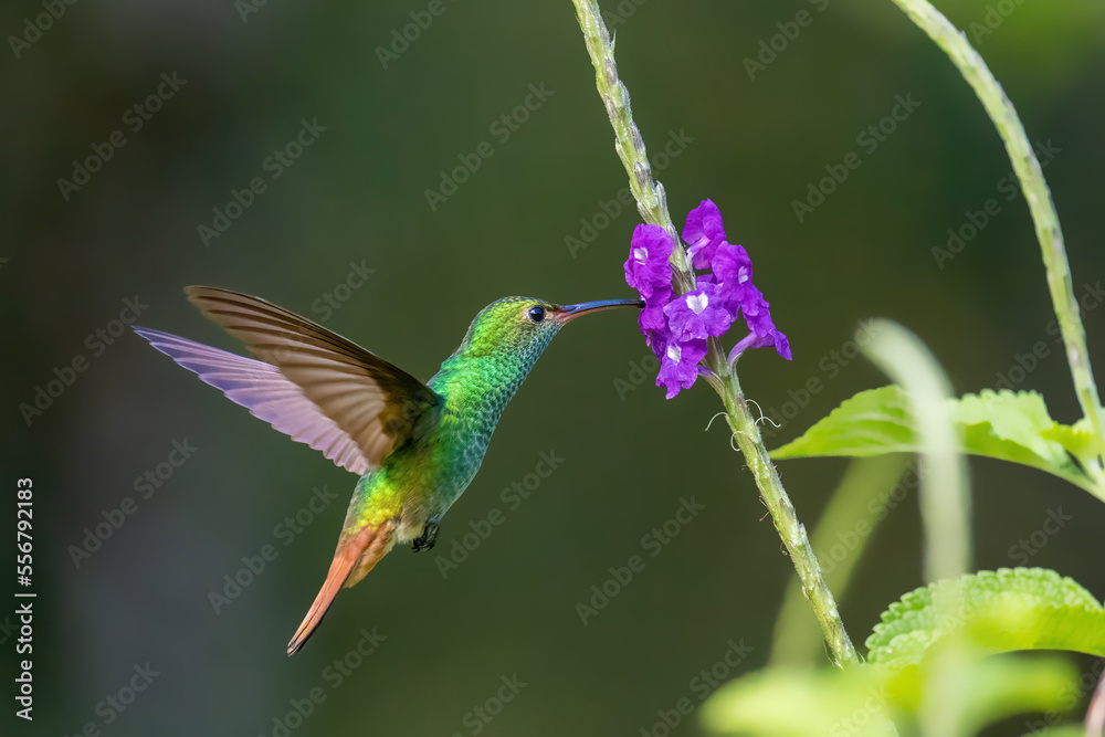 Fototapeta premium Rufous-tailed hummingbird hovering at a purple flower in Drake Bay, Costa Rica
