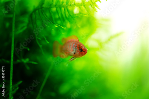 Dario dario tropical freshwater fish in aquarium. Dwarf Bengal, Dwarf Bengal, Scarlet, Scarlet Dwarf, Red Scarlet Dwarf fish underwater swimming macro close up photo