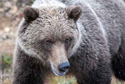 Wallpaper Mural Close-up of a Grizzly Bear (Ursus arctos horribilis) in Denali National Park and Preserve; Alaska, United States of America Torontodigital.ca