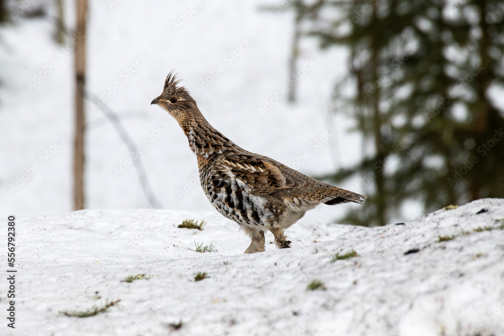Ruffed Grouse (Bonasa umbellus) strutting across a snowbank in winter; Fairbanks, Alaska, United States of America Ruffed Grouse (Bonasa umbellus) strutting across a snowbank in winter; Fairbanks, Alaska, United States of America