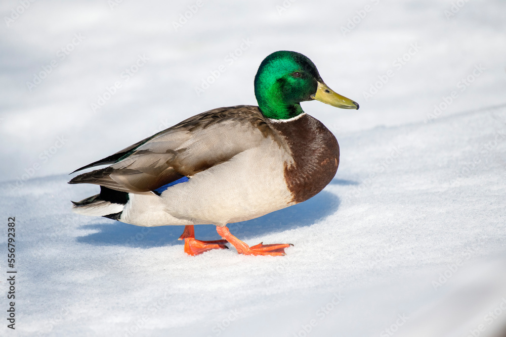 Close-up of a brightly colored drake mallard (Anas platyrhynchos) walking on snow in winter; Fairbanks, Alaska, United States of America Close-up of a brightly colored drake mallard (Anas platyrhynchos) walking on snow in winter; Fairbanks, Alaska, United States of America