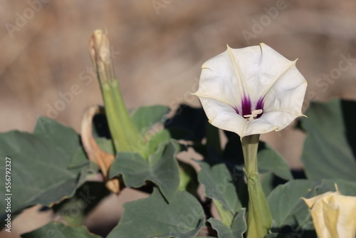 White flowering axillary solitary inflorescence of Datura Discolor, Solanaceae, native annual monoclinous herb in the Borrego Valley Desert, Autumn. photo