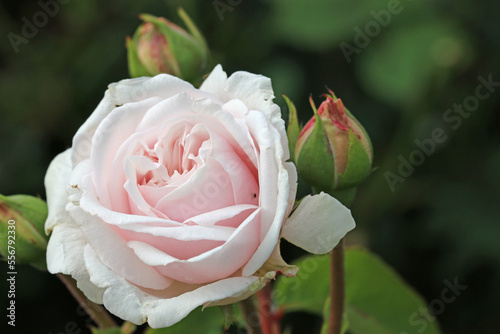 Pink rose flower in close up