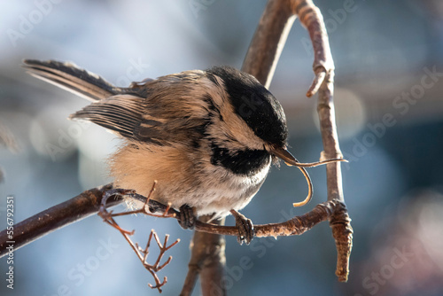 Close-up of a black-capped chickadee (Poecile atricapillus) with grossly deformed beak caused by avian keratin disorder; Fairbanks, Alaska, United States of America photo