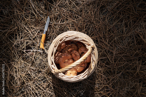 Picking Saffron Milk Caps (Lactarius deliciosus) with pocket knife