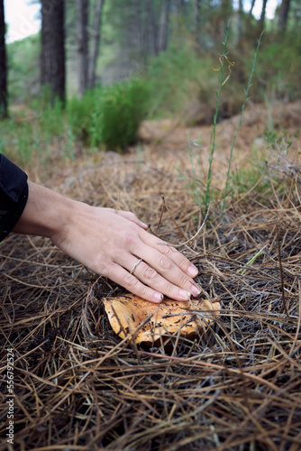Picking Saffron Milk Caps (Lactarius deliciosus) with pocket knife