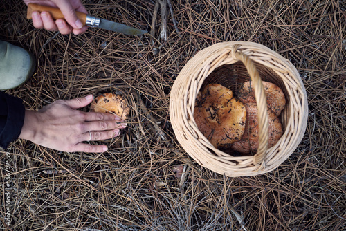 Picking Saffron Milk Caps (Lactarius deliciosus) with pocket knife