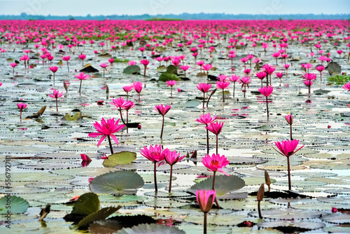 Pink water lilies (Nymphaeaceae) blooming on the lake; Red Lotus Lake, Chiang Haeo, Thailand