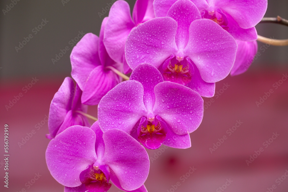 Purple Phalaenopsis orchid; Paia, Maui, Hawaii, United States of America