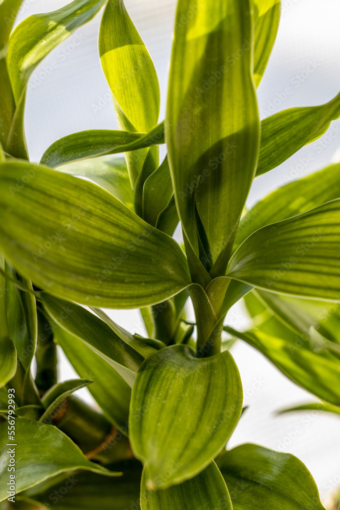 Obraz premium Close-up of lucky bamboo leaves. Decoration, gardening, and oriental plant.