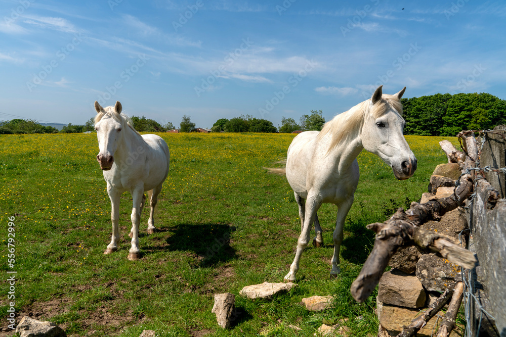 Two light palomino horses in the English countryside; Ravensworth, Richmondshire, England