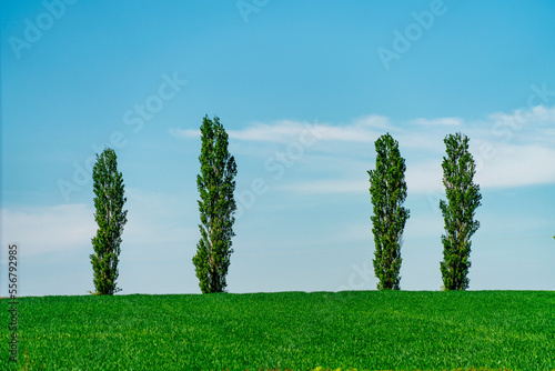 Four tall narrow trees with green foliage on a grass field along the horizon with blue sky and cloud; Northallerton, North Yorkshire, England photo