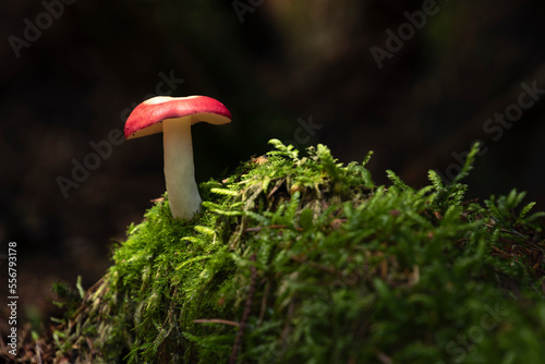 An isolated toadstool momentarily basks in the sunlight in a dark and dense forest floor, Slaley Woods; Hexham, Northumberland, England