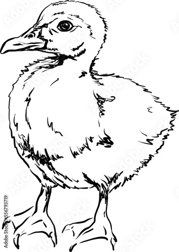 Duckling. Hand drawn vector illustration on transparent background. Sketch, line art