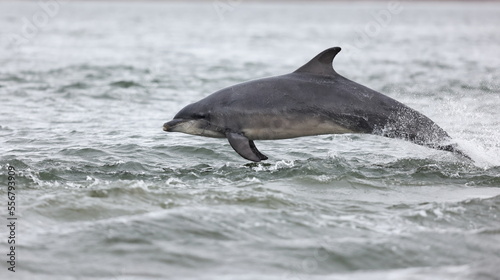 large adult bottlenose dolphin breaching close to the shore on black isle Scotland. Dolphin is part of the Moray firth dolphins living wild and free hunting for altantic salmon