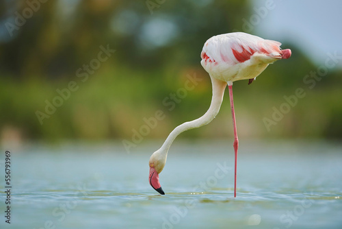 Greater Flamingo (Phoenicopterus roseus) bending over to drink water, Parc Naturel Regional de Camargue; Camargue, France photo