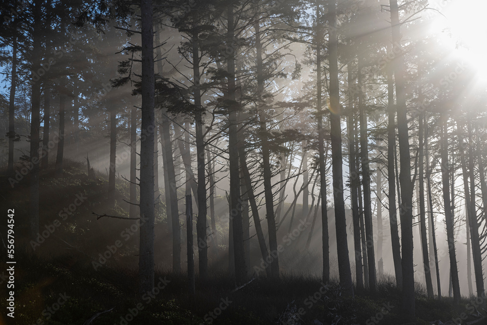 The mist laden rays of the sun through coastal trees at Ruby Beach on the Olympic Peninsula, Olympic National Forest, Washington State; Kalaloch, Washington, United States of America The mist laden rays of the sun through coastal trees at Ruby Beach on the Olympic Peninsula, Olympic National Forest, Washington State; Kalaloch, Washington, United States of America