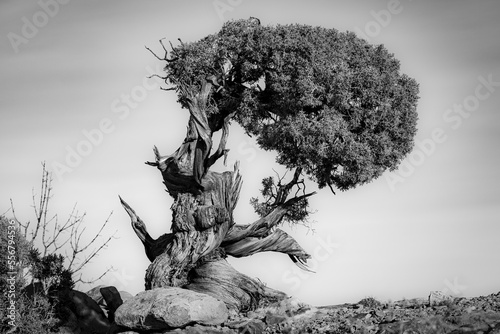 Black and white image of a very old twisted and gnarled Juniper tree in Canyonlands National Park; Moab, Utah, United States of America