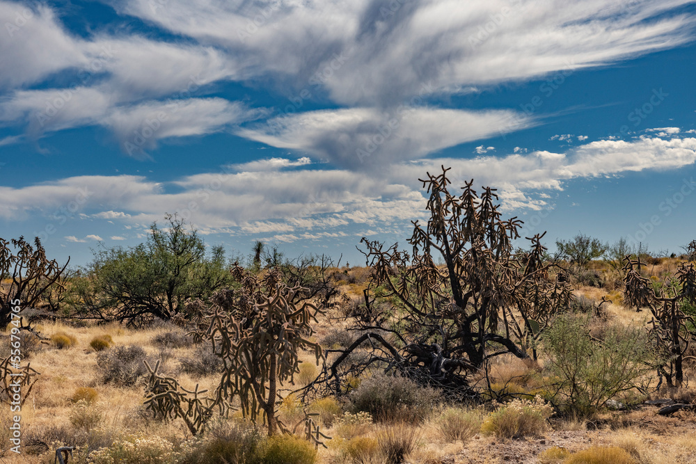 Virga Clouds and Cholla Cactus, Arizona, USA Virga Clouds and Cholla Cactus, Arizona, USA