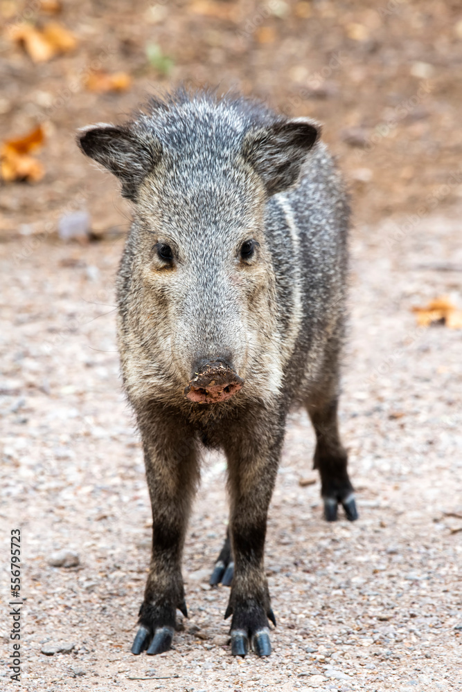 Javalina, or Collared Peccary (Pecari tajacu), at Cave Creek Ranch in the Chiricahua Mountains of Southeast Arizona; Portal, Arizona, United States of America Javalina, or Collared Peccary (Pecari tajacu), at Cave Creek Ranch in the Chiricahua Mountains of Southeast Arizona; Portal, Arizona, United States of America