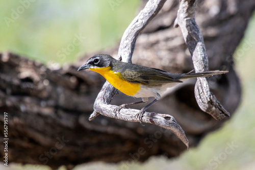 Yellow-breasted Chat (Icteria virens) in the Chiricahua Mountains in Southeast Arizona; Arizona, United States of America photo