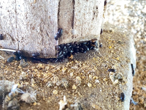 DARKLING BEETLES IN POULTRY HOUSES, Lesser mealworm Control, life cycle, treatment Alphitobius diaperinus with chemical, Pest and insects management in chicken farms. Insecticide choices, diseases  photo
