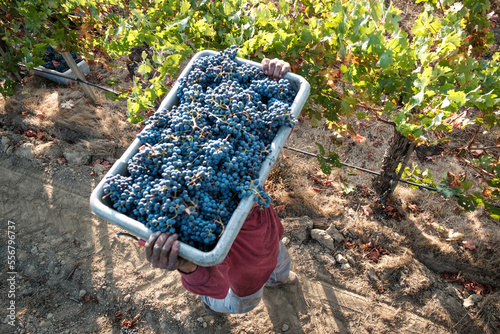Wine Grape Harvest