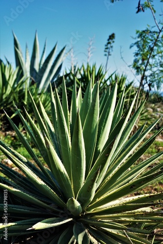 aloe vera plant