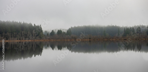 Mirror image of trees in a forest area along the shoreline of tranquil Scott Lake, near Olympia, Washington, USA; Washington, United States of America photo