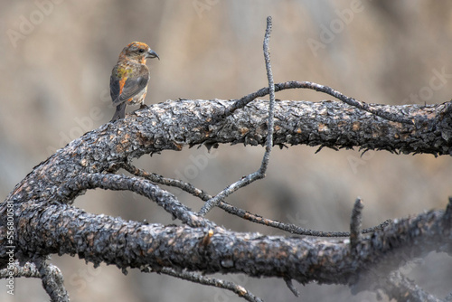 Red Crossbill (Loxia curvirostra) perched on a pine branch in the Charles M. Russell National Wildlife Refuge; Montana, United States of America photo