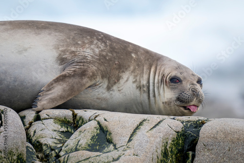 Close-up portrait of an elephant seal (Mirounga leonina) lying on the rocks with its tongue lolling; Charlotte Bay, Antarctica photo