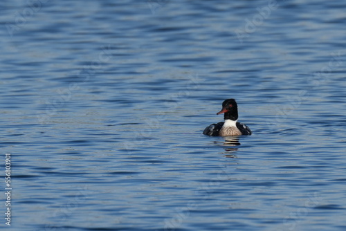 red breasted merganser in a sea