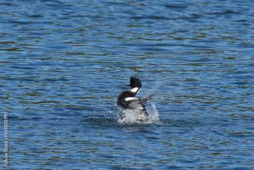 red breasted merganser in a sea