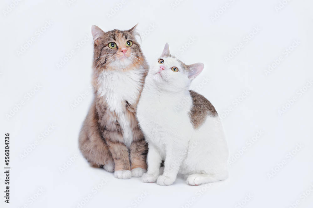 Obraz premium Big fluffy Cat with big eyes is sitting next to a white small Cat on a white background. Portrait of two cats. Animal friendship. Animal theme. Close up different two cats. Empty space for text
