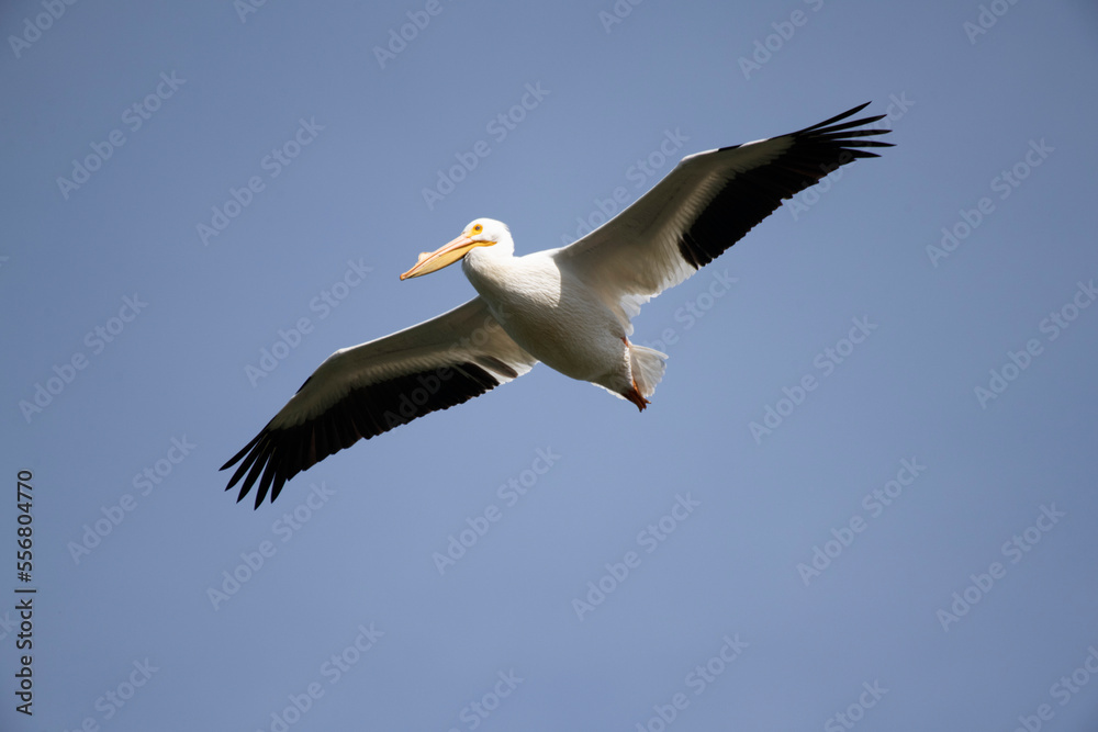 American White Pelican (Pelecanus erythrorhynchos) flying with wings outstretched at Prado Regional Park in Chino, California, USA; Chino, California, United States of America American White Pelican (Pelecanus erythrorhynchos) flying with wings outstretched at Prado Regional Park in Chino, California, USA; Chino, California, United States of America