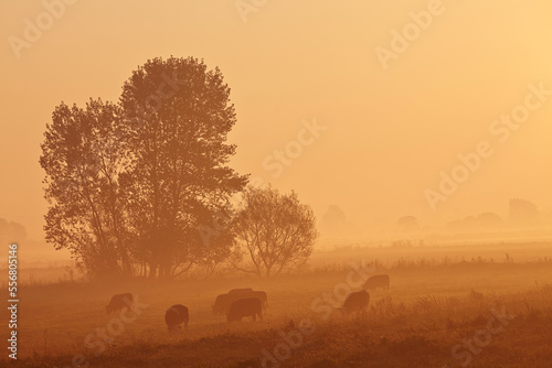 Misty countryside glowing orange at sunrise with sheep (Ovis aries) grazing in a pasture, in King's Sedgemoor, part of the Somerset Levels, near Langport, Somerset, Great Britain; Somerset, England photo