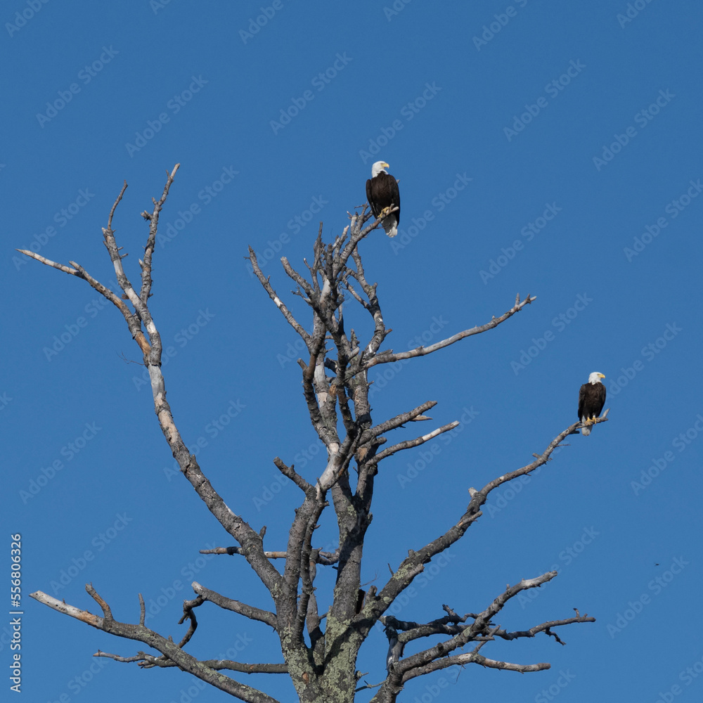 Pair of Bald Eagles (Haliaeetus leucocephalus) perched high in a treetop against a bright blue sky, Lake of the Woods, Ontario; Ontario, Canada Pair of Bald Eagles (Haliaeetus leucocephalus) perched high in a treetop against a bright blue sky, Lake of the Woods, Ontario; Ontario, Canada