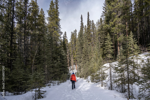 Female cross-country skier is carrying her skis on a trail in the Rocky Mountains of Banff National Park, Alberta, Canada; Improvement District No. 9, Alberta, Canada photo