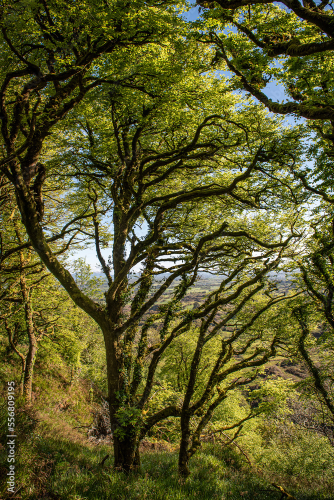 Trees above Lough Hyne in springtime; West Cork, Ireland Trees above Lough Hyne in springtime; West Cork, Ireland