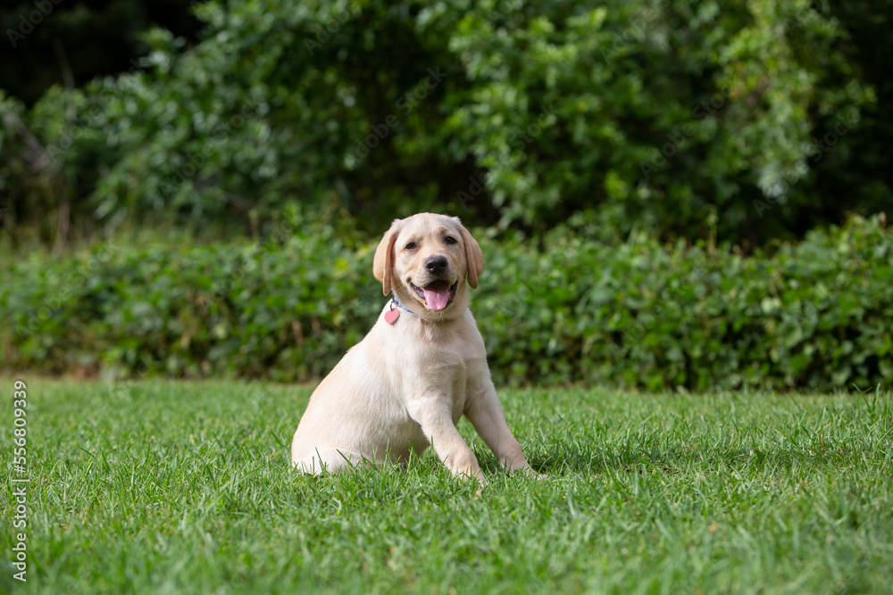 Yellow Labrador Retriever puppy sitting on the grass; Maui, Hawaii, United States of America Yellow Labrador Retriever puppy sitting on the grass; Maui, Hawaii, United States of America