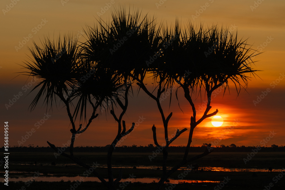 Silhouette of a pandanus Tree at sunset, Kakadu National Park, Northern Territory.	