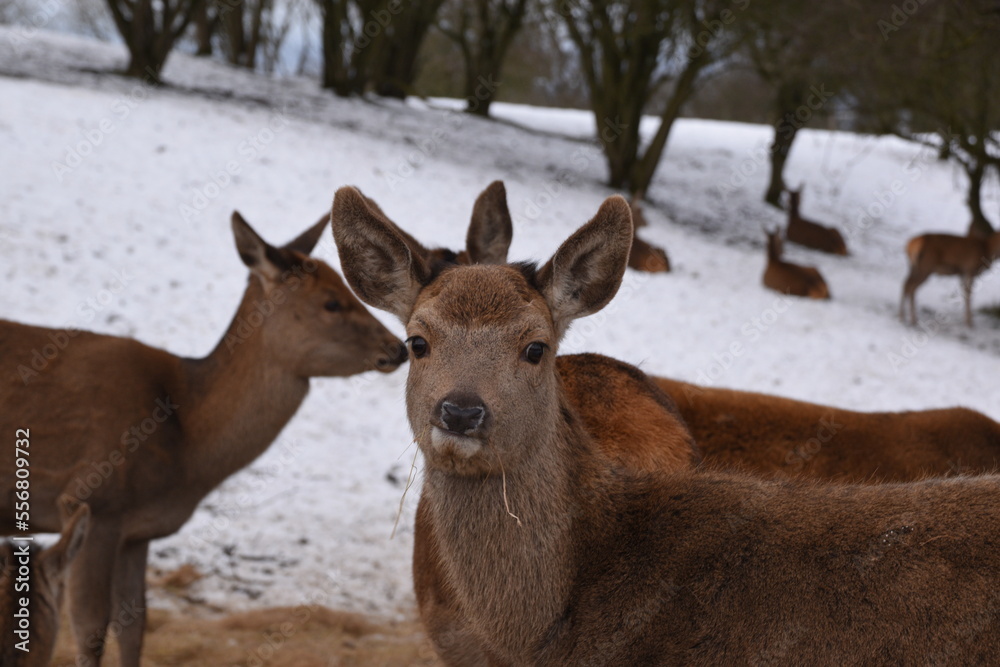 farmland deer eating hay in the icy snow farmland deer eating hay in the icy snow