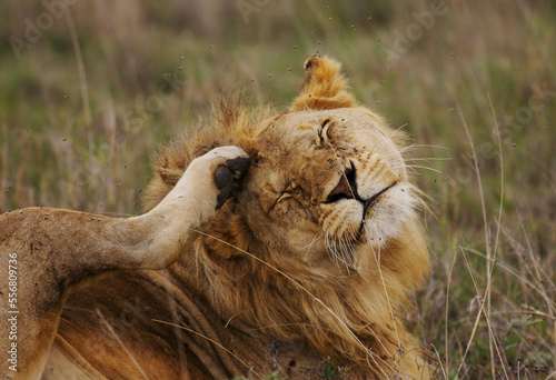 Male lion (Panthera leo) sitting on savannah scratching mane with back foot; Serenera, Tanzania photo